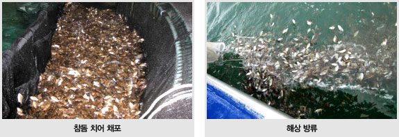 참돔 치어 채포, 해상 방류 사진 사진