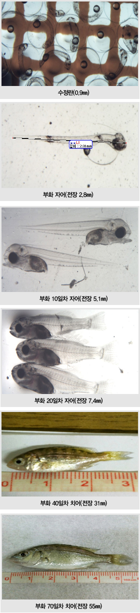 수정란(0.9mm), 부화 자어(전장 2.8mm), 부화 10일차 자어(전장 5.1mm), 부화 20일차 자어(전장 7.4mm), 부화 40일차 치어(전장 31mm), 부화 70일차 치어(전장55mm)