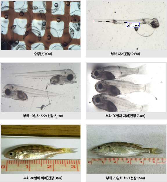 수정란(0.9mm), 부화 자어(전장 2.8mm), 부화 10일차 자어(전장 5.1mm), 부화 20일차 자어(전장 7.4mm), 부화 40일차 치어(전장 31mm), 부화 70일차 치어(전장55mm)