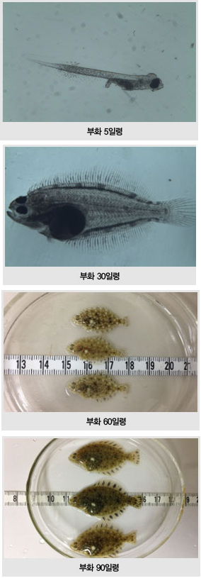 부화 5일령, 부화 30일령, 부화 60일령, 부화 90일령 사진