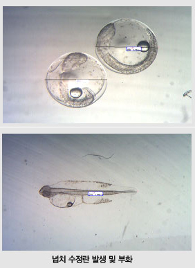 넙치 수정란 발생 및 부화 사진