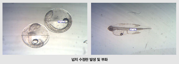 넙치 수정란 발생 및 부화 사진