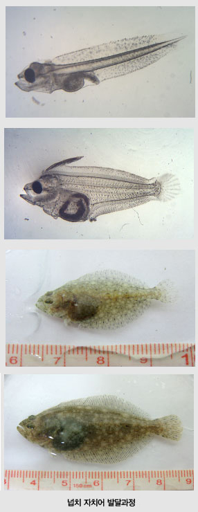 넙치 자치어 발달과정 사진