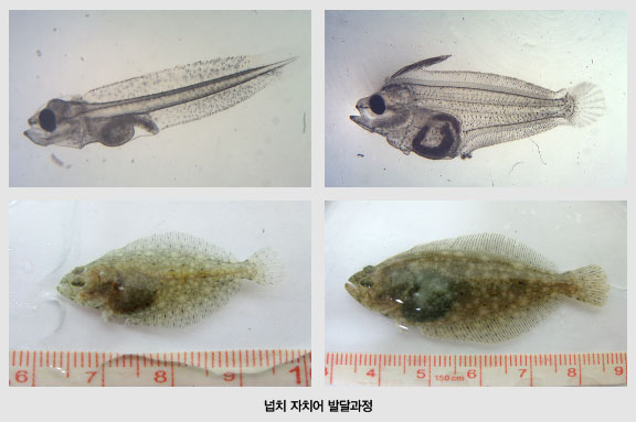 넙치 자치어 발달과정 사진