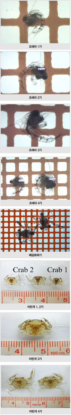 조에아 1기, 조에아 2기, 조에아 3기, 조에아 4기, 메갈로파기, 어린게 1, 2기, 어린게 3기, 어린게 4기 사진