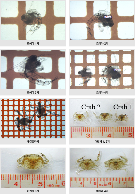 조에아 1기, 조에아 2기, 조에아 3기, 조에아 4기, 메갈로파기, 어린게 1, 2기, 어린게 3기, 어린게 4기 사진