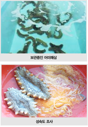 보관중인 어미해삼, 성숙도 조사 사진