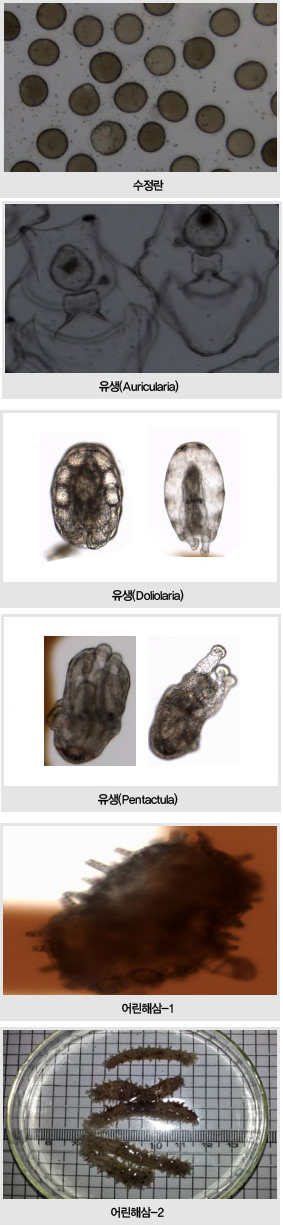 수정란→Auricularia 유생→Doliolaria 유생→Pentactula 유생, 어린해삼 사진