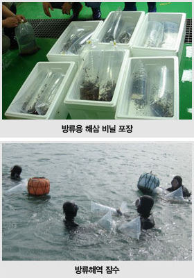 수방류용 해삼 비닐포장, 방류해역 잠수 사진