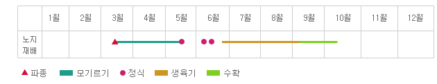 연간재배형태 : 3월에 파종, 5,6월에 정식, 3~5월 모기르기, 6월중순에서 9월초까지 생육기, 9월초에서 10월중순까지 수확