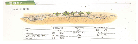 이랑만들기 - 무 : 두둑(30~45cm), 고랑(30cm), 포기사이(25~30cm)
소형무 : 두둑(25~30cm), 고랑(20~30cm), 포기사이(0~25cm)
알타리무(4줄재배) : 두둑(90~120cm), 고랑(30cm), 포기사이(15cm)
열무 : 두둑(90~120cm), 고랑(30cm), 포기사이(0cm)