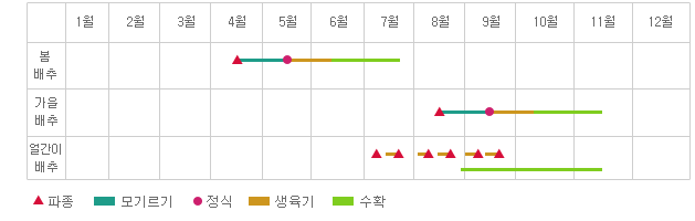 연간재배형태 - 봄배추 : 4월에 파종~5월중순까지 모기르기, 정식 6월중순까지 생육기 7월중순까지 수확. 가을배추 : 8월에 파종 9월중순까지 모기르기 및 정식, 10월중순까지 생육기, 11월중순까지 수확.
얼간이배추 : 7월,8월,9월에 두번씩 파종과 생육기를 가짐. 9월부터 11월초까지 수확