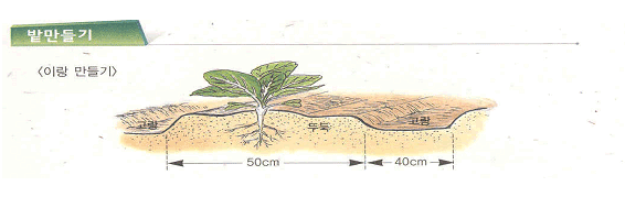 이랑만들기 - 고랑(40cm) 두개 사이에 두둑(50cm)