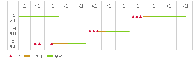 연간재배형태 - 가을재배 : 9월에 파종 3번, 10월중순까지 생육기 3월까지 수확
여름재배 : 6월에 파종3번 7월중순까지 생육기 8월말까지 수확
봄재배 : 2월에 파종2번 3월에 파종한번 4월 중순까지 생육기 5월말까지 수확