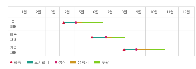 연간재배형태 - 봄재배 : 4월초순 파종 5월초까지 모기르기 및 정식. 5월중순까지 생육기 6월말까지 수확.
여름재배 : 6월초순 파종 7월초까지 모기르기 및 정식. 7월중순까지 생육기 8월중순까지 수확
가을재배 : 8월중순 파종 9월초까지 모기르기 및 정식. 10월초순까지 생육기 11월초순까지 수확