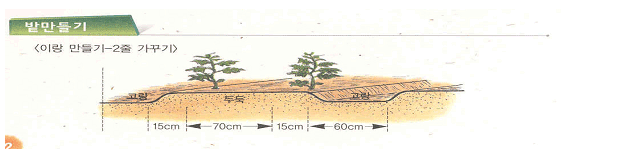 이랑만들기 - 2줄 가꾸기 : 두둑(15,70,15cm), 고랑(60cm)