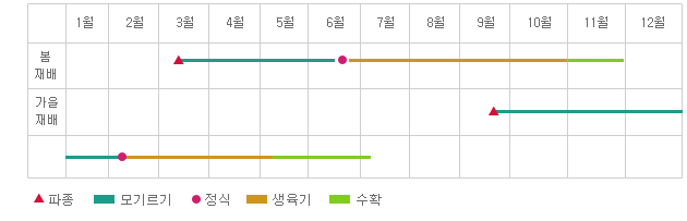 연간재배형태 : 3월과 9월에 파종, 6월과 2월초까지 모기르기, 6월말과 2월초에 정식, 10월말과 5월초까지 생육기, 11월말과 7월초까지 수확