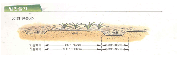 이랑만들기 : 고랑(30~40cm), 두둑(외골재배는 60~70cm, 2줄재배는 120~130cm),고랑(30~40cm)