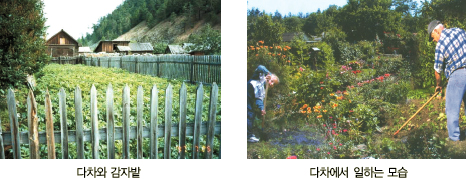 다차와 감자밭 사진, 다차에서 일하는 모습사진