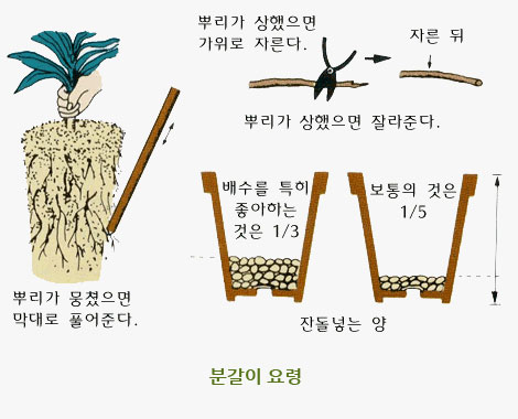 분갈이 요령 이미지 뿌리가 뭉쳤으면 막대로 풀어준다. 뿌리가 상했으면 가위로 자른다. 뿌리가 상했으면 잘라준다. 자른 뒤, 잔돌넣는 양 배수를 특히 좋아하는 것은 1/3, 보통의 것은 1/5