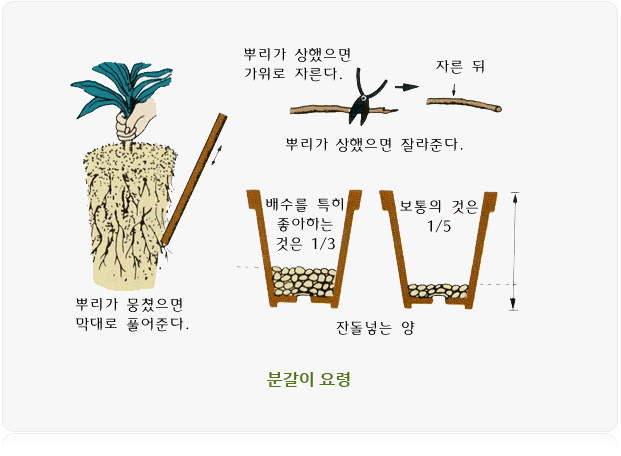 분갈이 요령 이미지 뿌리가 뭉쳤으면 막대로 풀어준다. 뿌리가 상했으면 가위로 자른다. 뿌리가 상했으면 잘라준다. 자른 뒤, 잔돌넣는 양 배수를 특히 좋아하는 것은 1/3, 보통의 것은 1/5