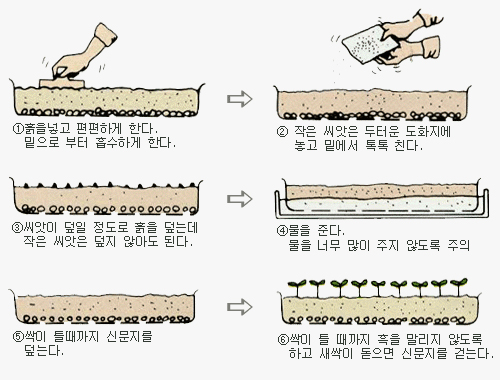 씨앗뿌리는 순서 이미지 -1.흙을 넣고 편편하게 한다. 밑으로부터 흡수하게 한다. 2.작은 씨앗은 두터운 도화지에 놓고 밑에서 툭툭 친다. 3.씨앗이 덮일 정도로 흙을 덮는데 작은 씨앗은 덮지 않아도 된다. 4.물을 준다. 물을 너무 많이 주지 않도록 주의 5.싹이 틀때까지 신문지를 덮는다. 6.싹이 틀 때까지 흙을 말리지 않도록 하고 새싹이 돋으면 신문지를 걷는다