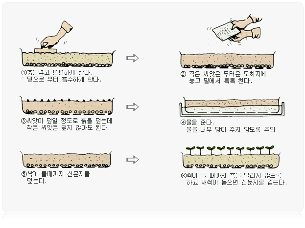 씨앗뿌리는 순서 이미지 -1.흙을 넣고 편편하게 한다. 밑으로부터 흡수하게 한다. 2.작은 씨앗은 두터운 도화지에 놓고 밑에서 툭툭 친다. 3.씨앗이 덮일 정도로 흙을 덮는데 작은 씨앗은 덮지 않아도 된다. 4.물을 준다. 물을 너무 많이 주지 않도록 주의 5.싹이 틀때까지 신문지를 덮는다. 6.싹이 틀 때까지 흙을 말리지 않도록 하고 새싹이 돋으면 신문지를 걷는다.