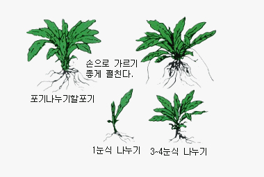 포기나누기 이미지 - 포기나누기할포기 손으로 가르기 좋게 펼친다. 1눈식 나누기, 3-4눈식 나누기
