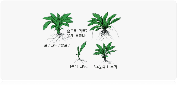 포기나누기 이미지 - 포기나누기할포기 손으로 가르기 좋게 펼친다. 1눈식 나누기, 3-4눈식 나누기