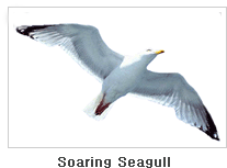 Soaring Seagull