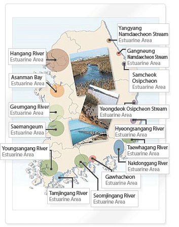 Estuaries in the Republic of Korea photo