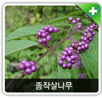식재종 종작살나무 사진