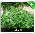 생태계야생교란식물 돼지풀 사진