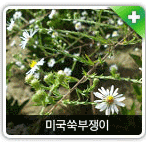 생태계야생교란식물 미국쑥부쟁이 사진
