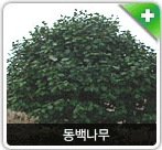 난대린 식생 사진
 동백나무