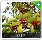 식재종 먼나무 사진