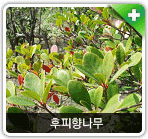 식재종 후피향나무 사진