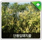 생태계야생교란식물 단풍잎돼지풀 사진