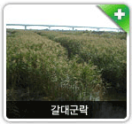 군락의 발달 갈대군락 사진