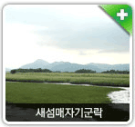 군락의 발달 새섬매자기군락 사진