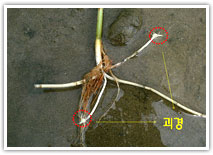 괴경이 달리는 모습 사진