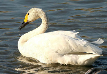 고니(Bewick's swan)