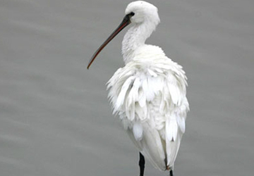 노랑부리저어새(Spoonbill)