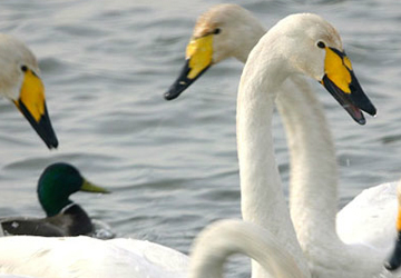 큰고니(Whooper swan)