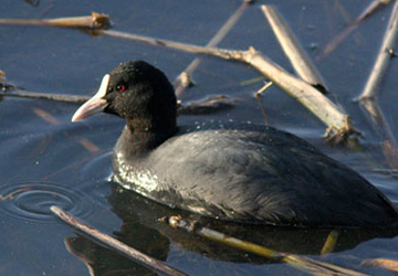 Coot