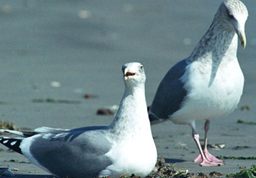 재갈매기(Herring gull)