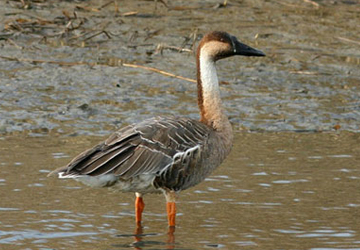 개리(Swan goose)