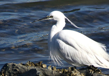 쇠백로(Little egret)