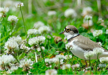 뒷부리도요(Terek sandpiper)