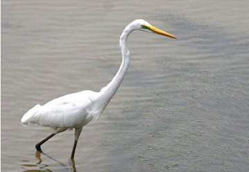 중대백로(Great egret)